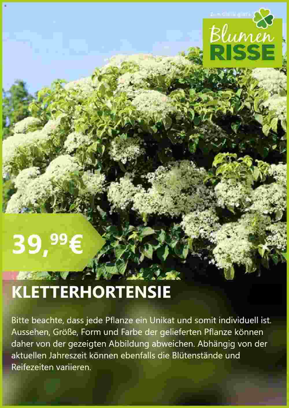 Blumen Risse Prospekt (ab 24.06.2024) zum Blättern - Seite 5