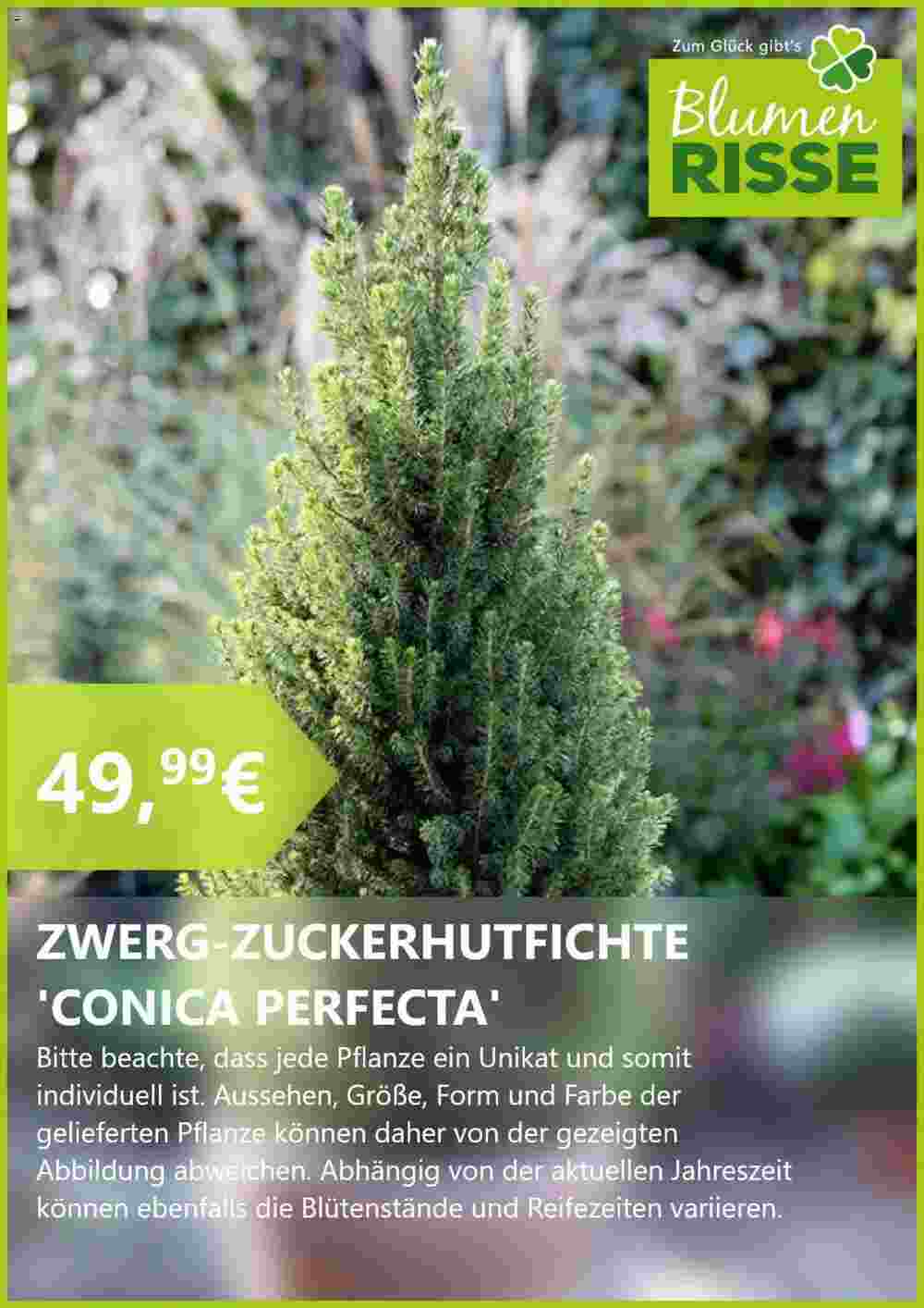 Blumen Risse Prospekt (ab 24.06.2024) zum Blättern - Seite 7