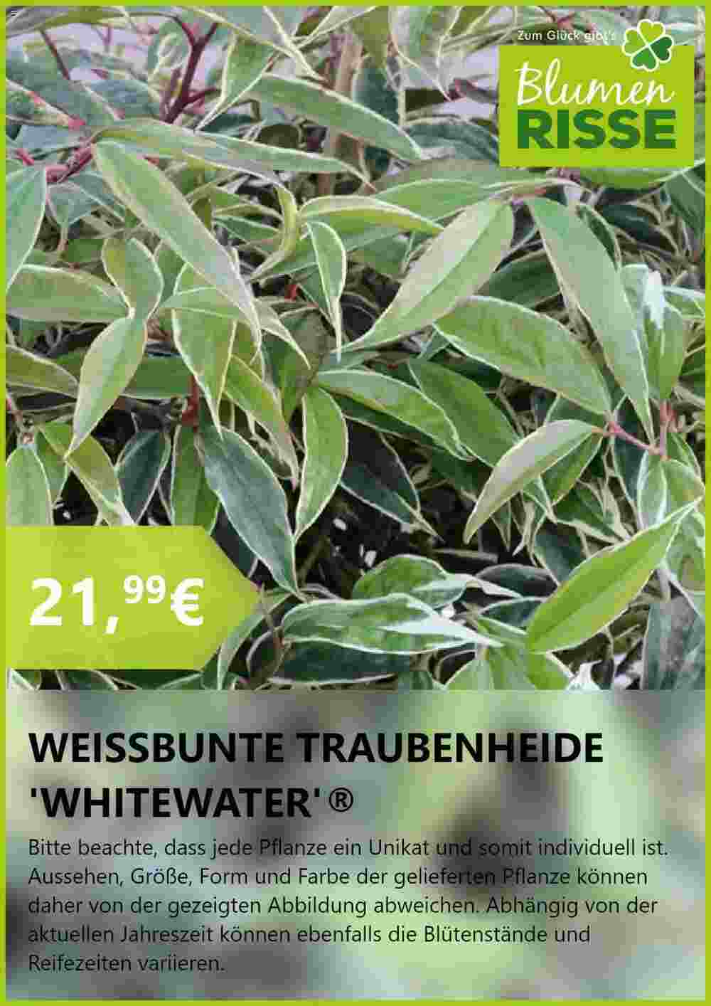 Blumen Risse Prospekt (ab 24.06.2024) zum Blättern - Seite 8