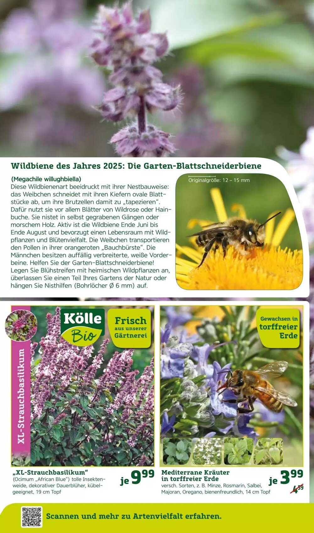 Pflanzen Kölle Prospekt (ab 12.05.2025) zum Blättern - Seite 12