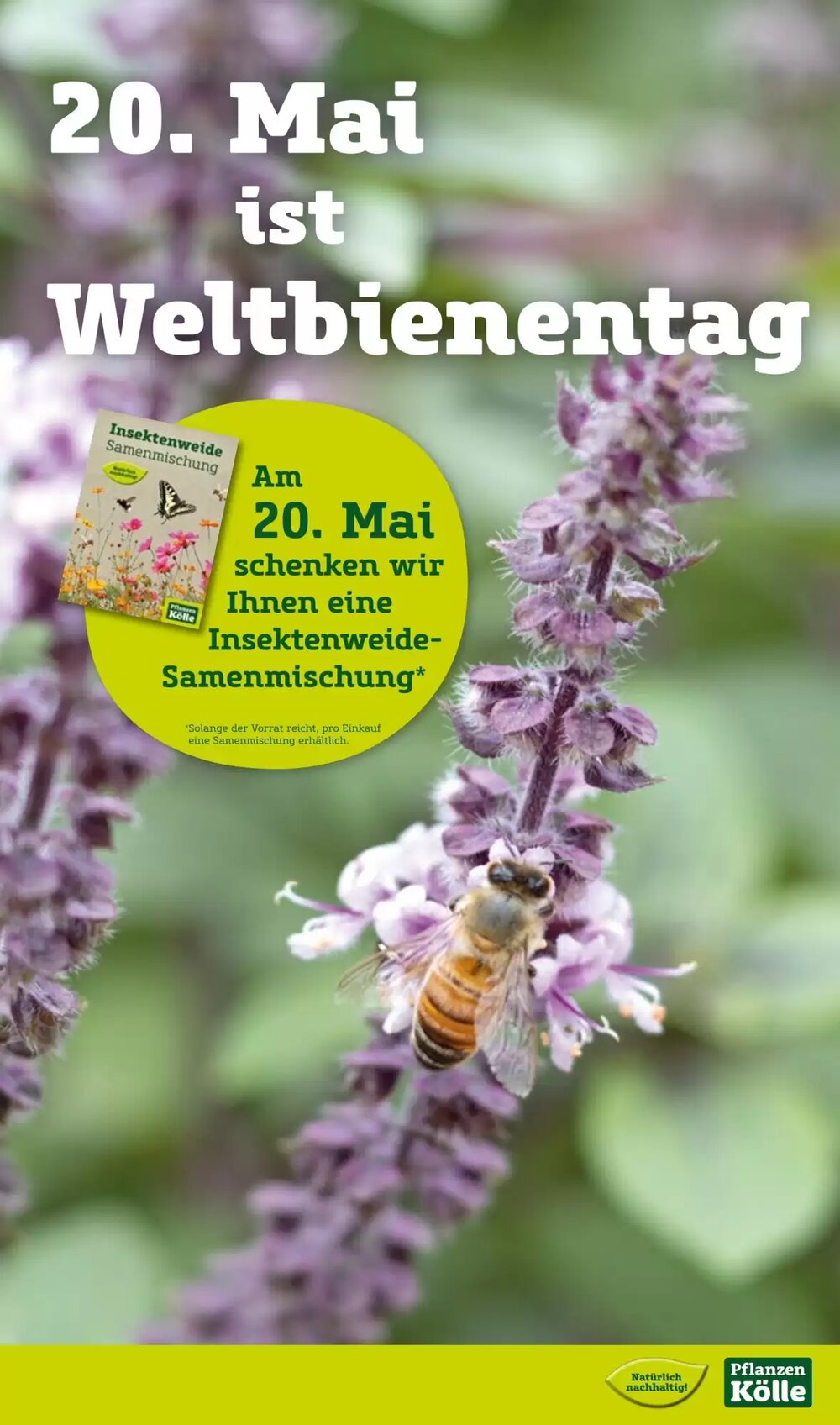 Pflanzen Kölle Prospekt (ab 12.05.2025) zum Blättern - Seite 13
