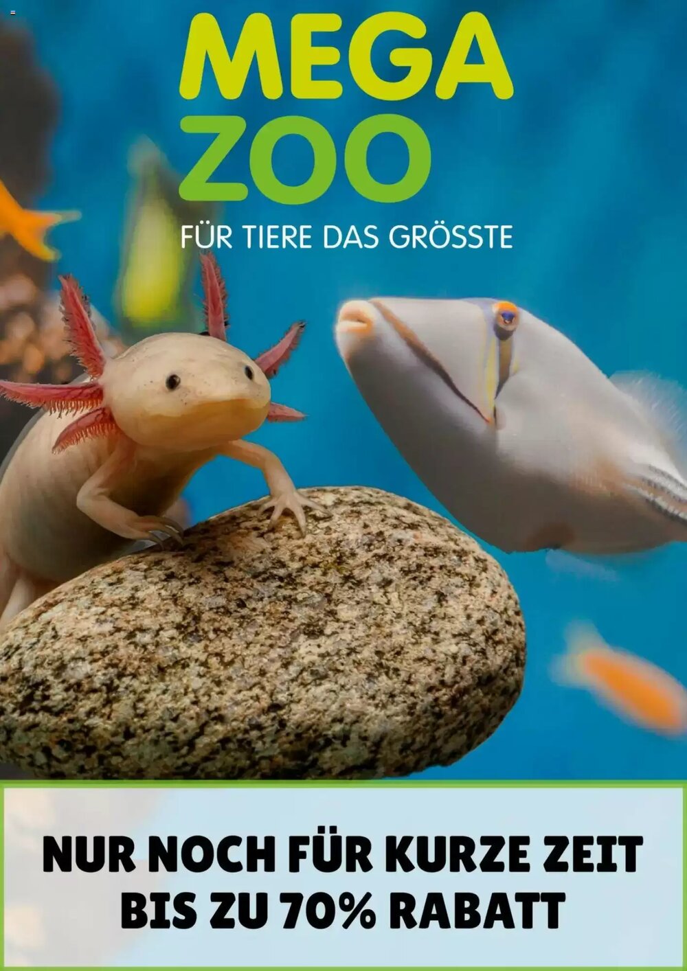 MegaZoo Prospekt (ab 30.05.2025) zum Blättern - Seite 1