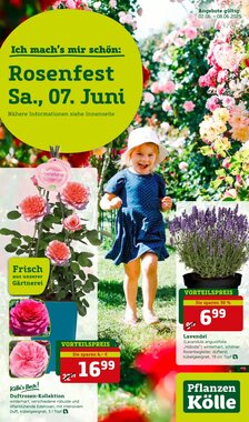 Pflanzen Kölle Prospekt (ab 02.06.2025) zum Blättern