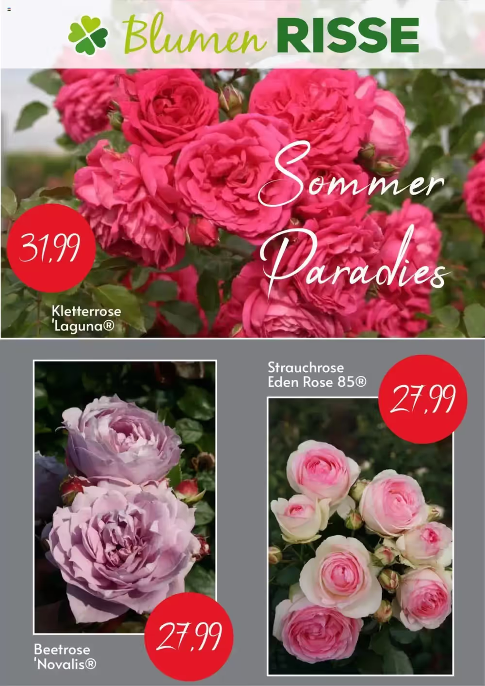 Blumen Risse Prospekt (ab 10.06.2025) zum Blättern - Seite 1