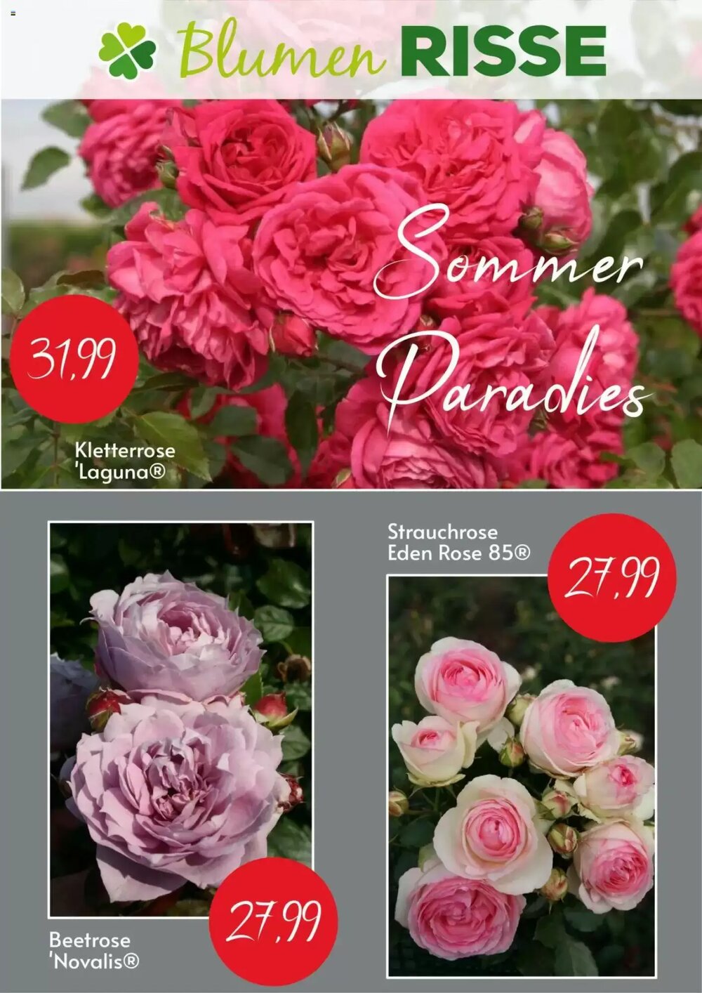 Blumen Risse Prospekt (ab 10.06.2025) zum Blättern - Seite 1