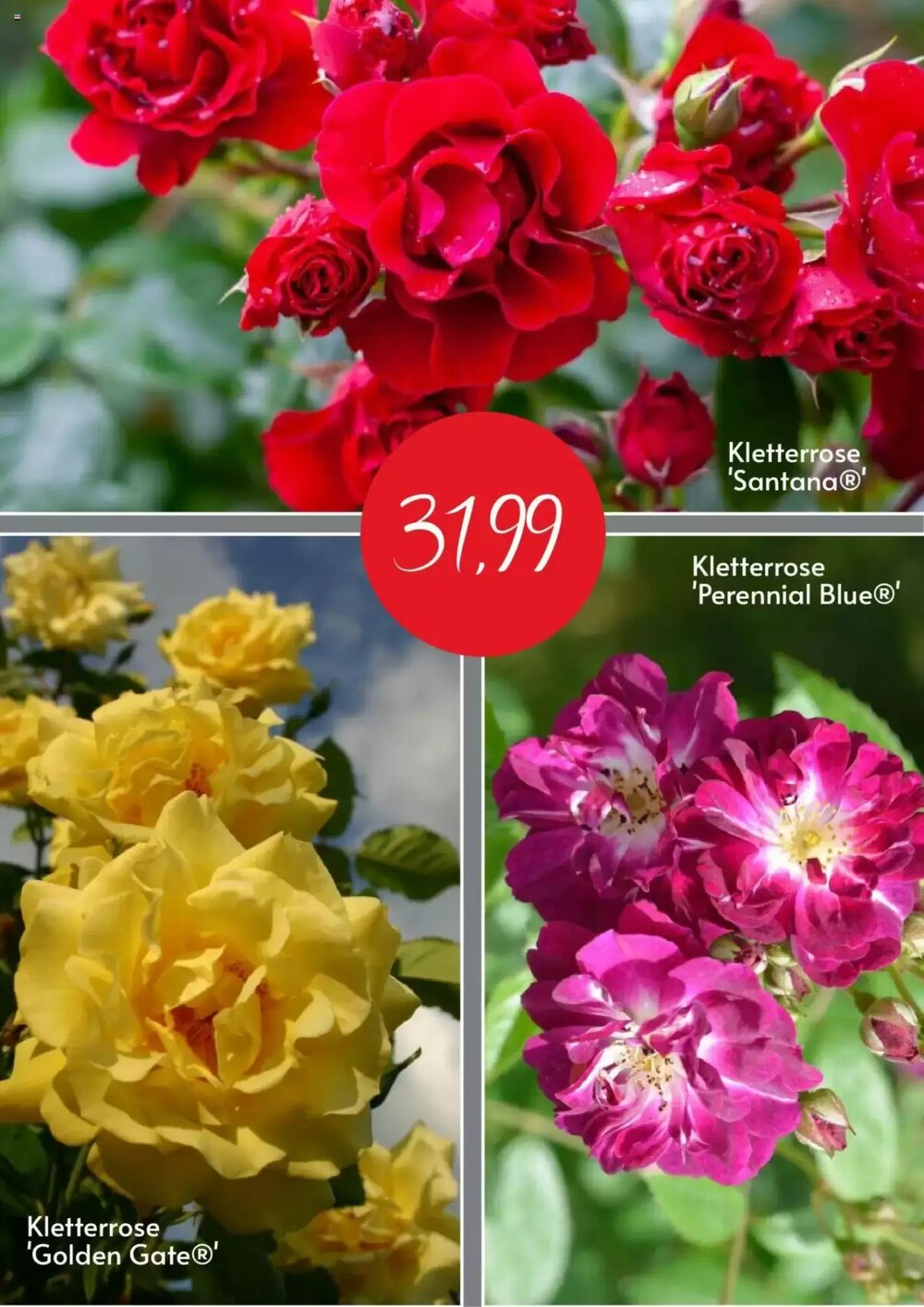 Blumen Risse Prospekt (ab 10.06.2025) zum Blättern - Seite 2