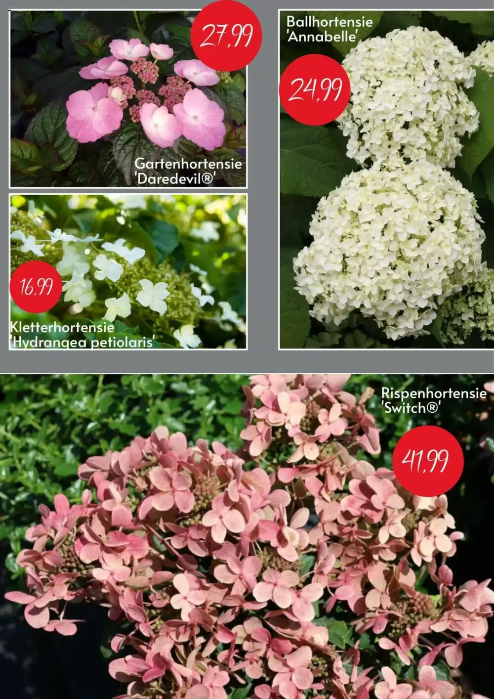 Blumen Risse Prospekt (ab 10.06.2025) zum Blättern - Seite 3