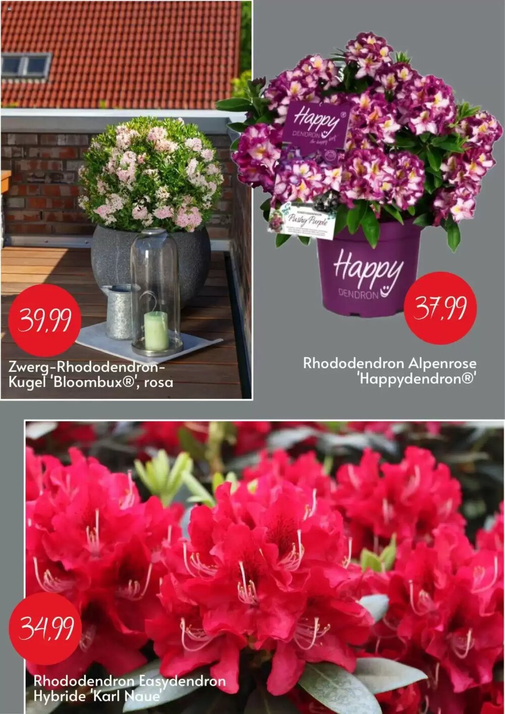 Blumen Risse Prospekt (ab 10.06.2025) zum Blättern - Seite 4