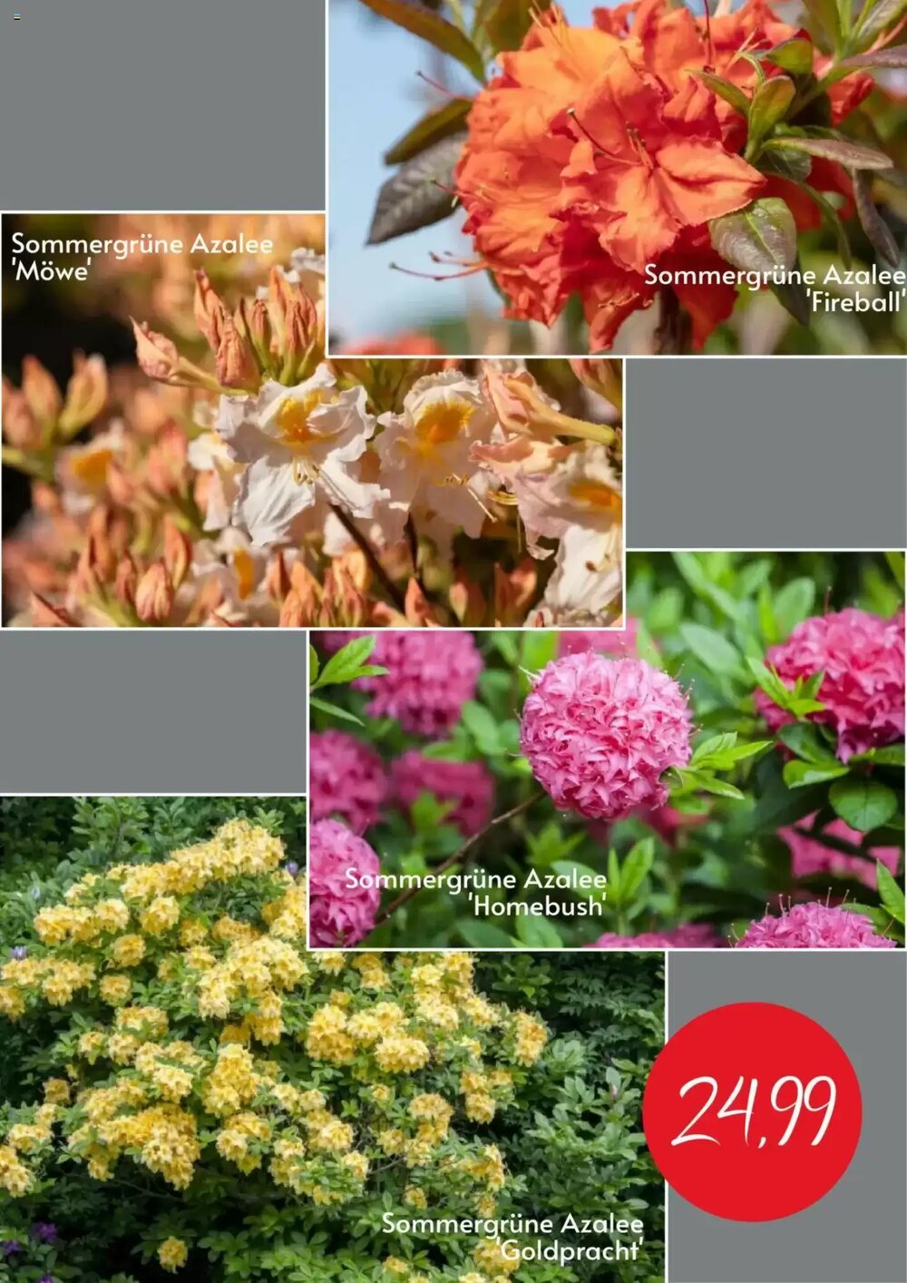 Blumen Risse Prospekt (ab 10.06.2025) zum Blättern - Seite 5