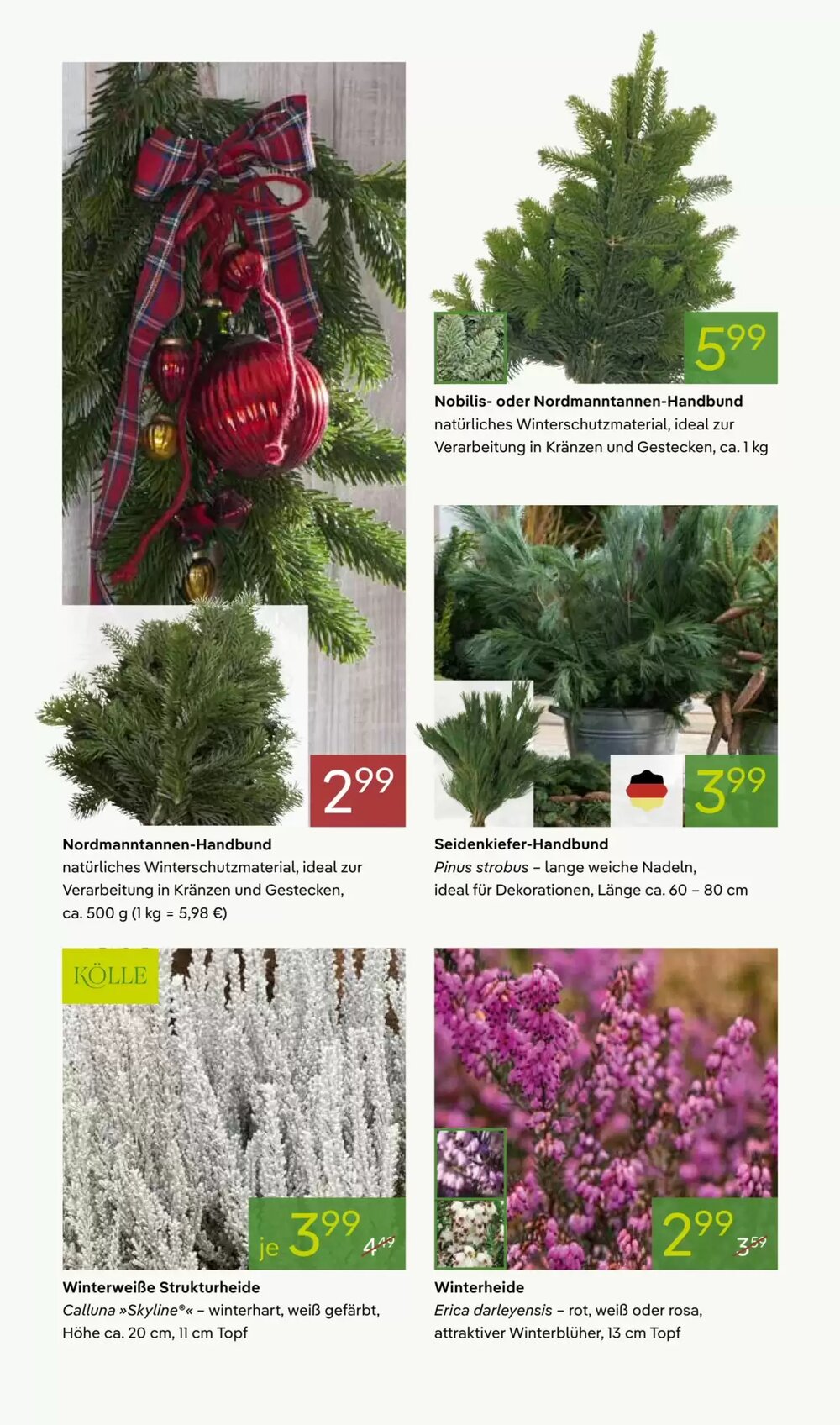Pflanzen Kölle Prospekt (ab 24.11.2025) zum Blättern - Seite 8