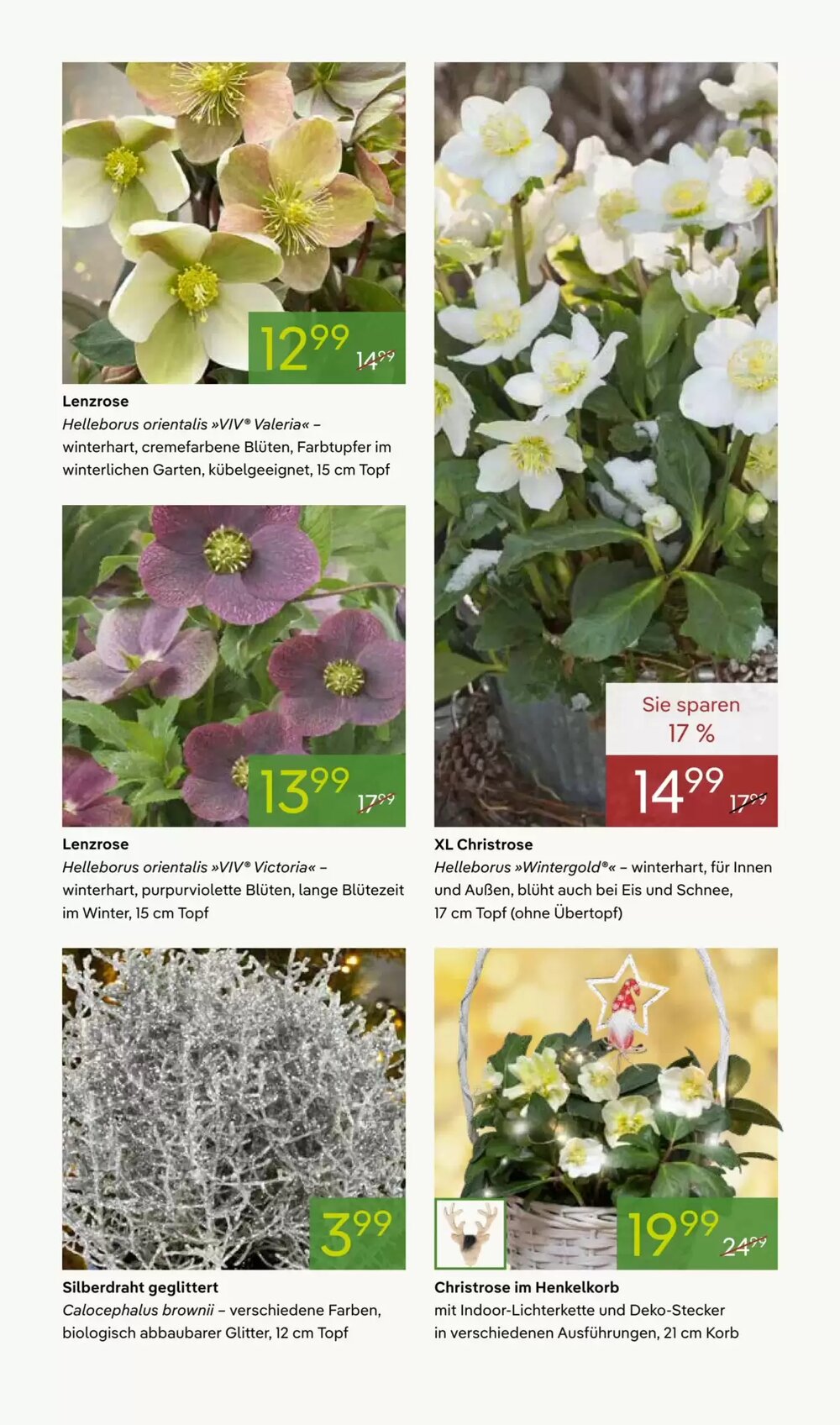 Pflanzen Kölle Prospekt (ab 24.11.2025) zum Blättern - Seite 9