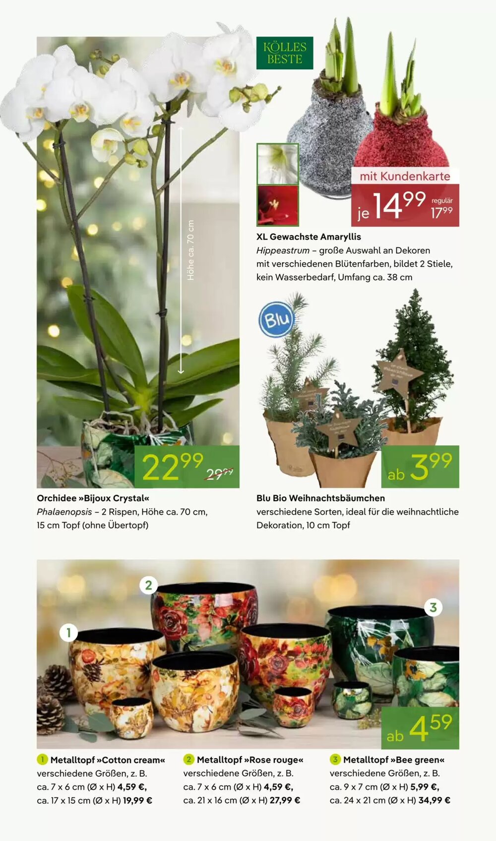 Pflanzen Kölle Prospekt (ab 01.12.2025) zum Blättern - Seite 6