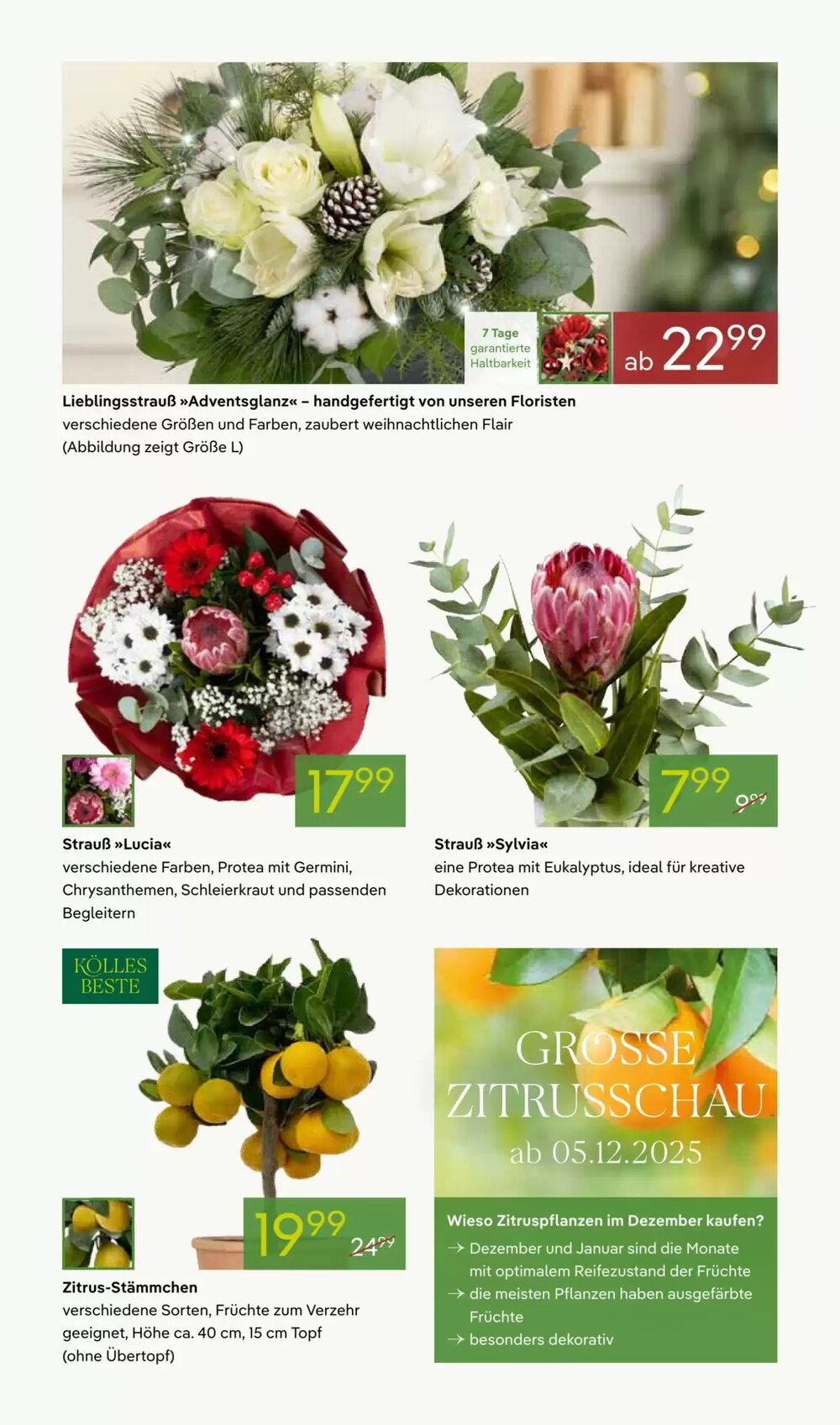 Pflanzen Kölle Prospekt (ab 01.12.2025) zum Blättern - Seite 7