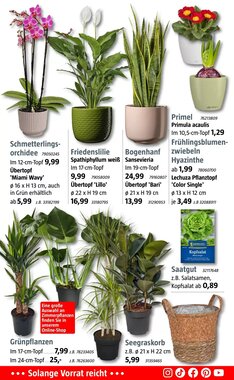 Bauhaus Prospekt (ab 02.01.2026) zum Blättern - Seite 11