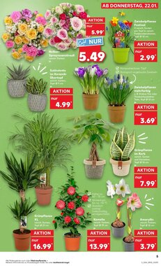 Kaufland Prospekt (ab 21.01.2026) zum Blättern - Seite 7