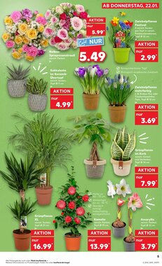 Kaufland Prospekt (ab 22.01.2026) zum Blättern - Seite 5