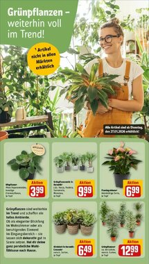 REWE Prospekt (ab 25.01.2026) zum Blättern - Seite 9