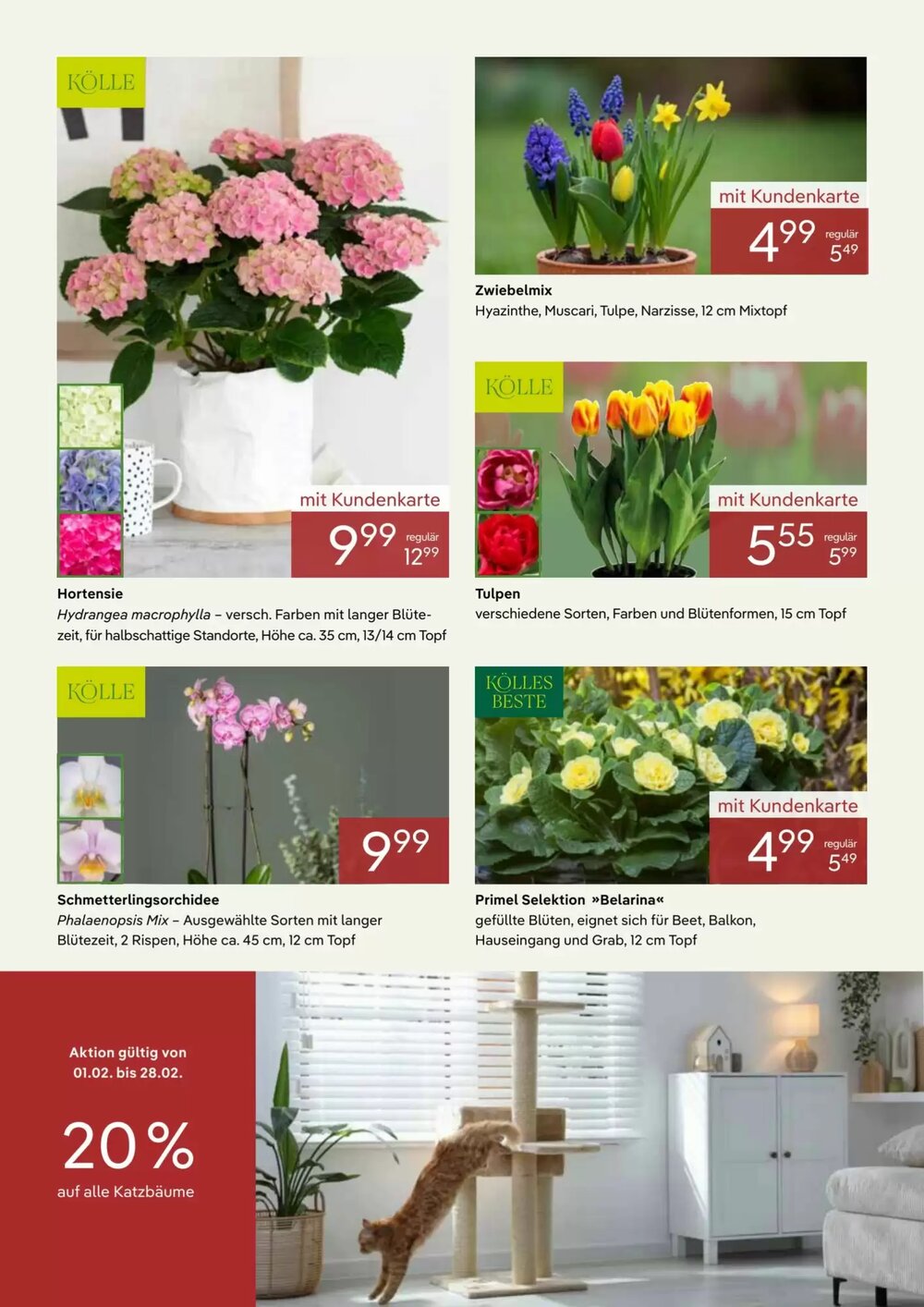 Pflanzen Kölle Prospekt (ab 01.02.2026) zum Blättern - Seite 2