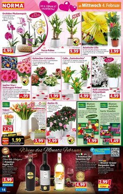 Norma Prospekt (ab 02.02.2026) zum Blättern - Seite 14