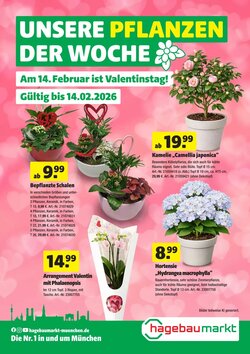 Hagebau Prospekt (ab 05.02.2026) zum Blättern