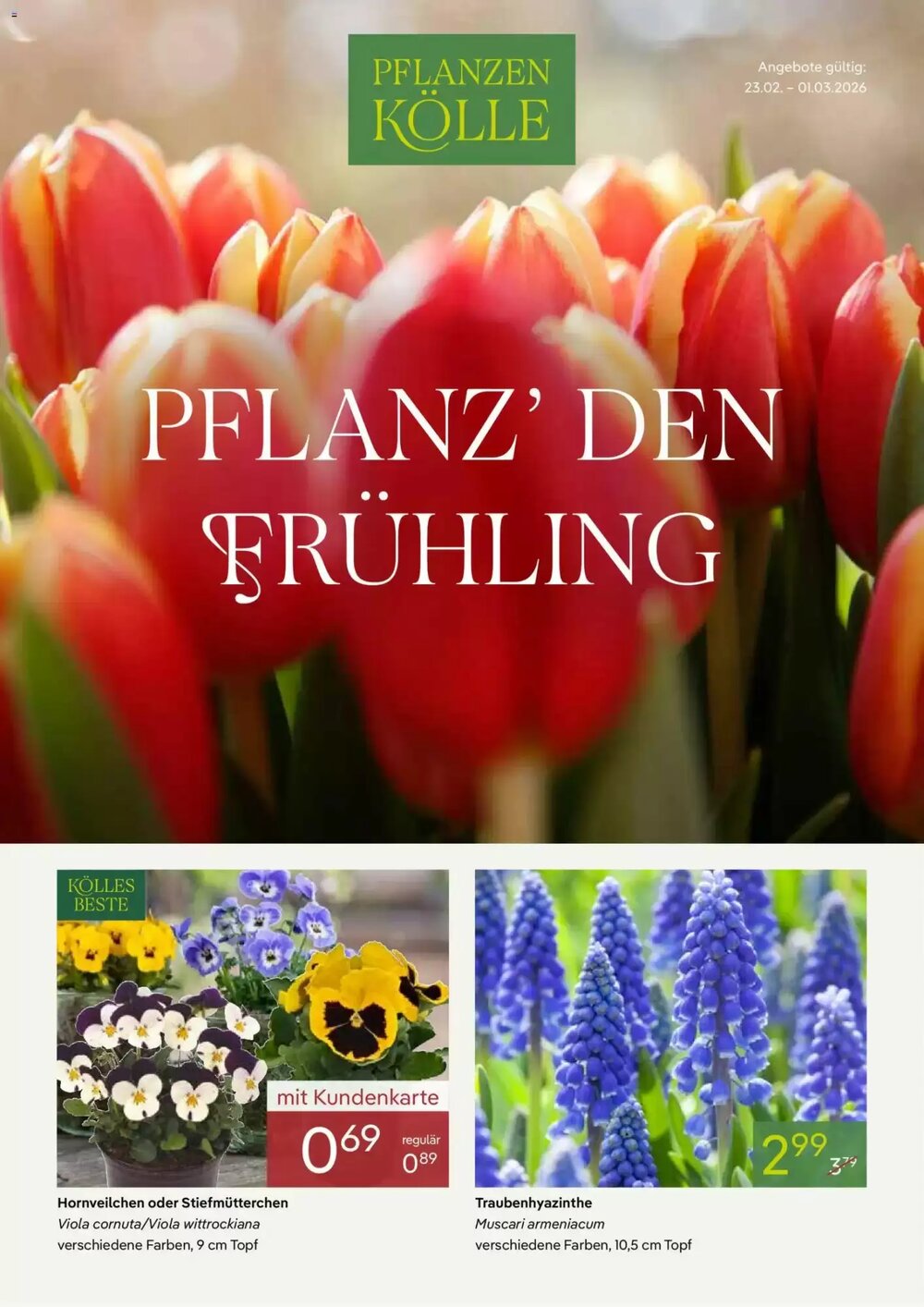 Pflanzen Kölle Prospekt (ab 23.02.2026) zum Blättern - Seite 1