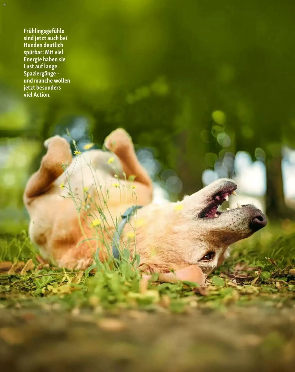 Fressnapf Prospekt (ab 02.03.2026) zum Blättern - Seite 12