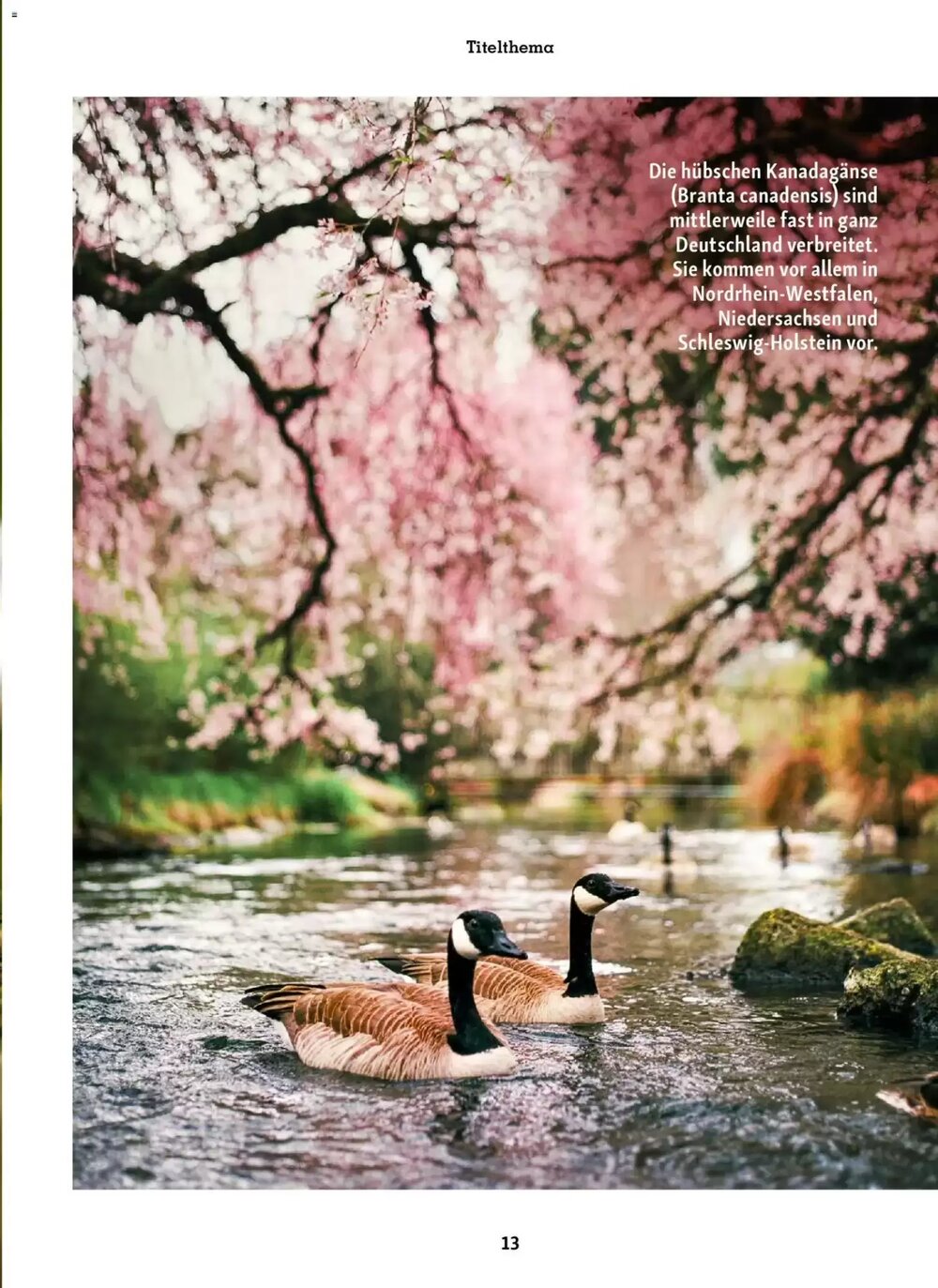 Fressnapf Prospekt (ab 02.03.2026) zum Blättern - Seite 13