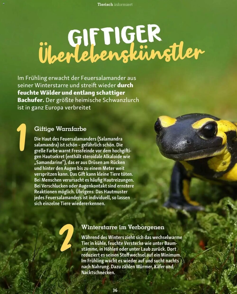 Fressnapf Prospekt (ab 02.03.2026) zum Blättern - Seite 36