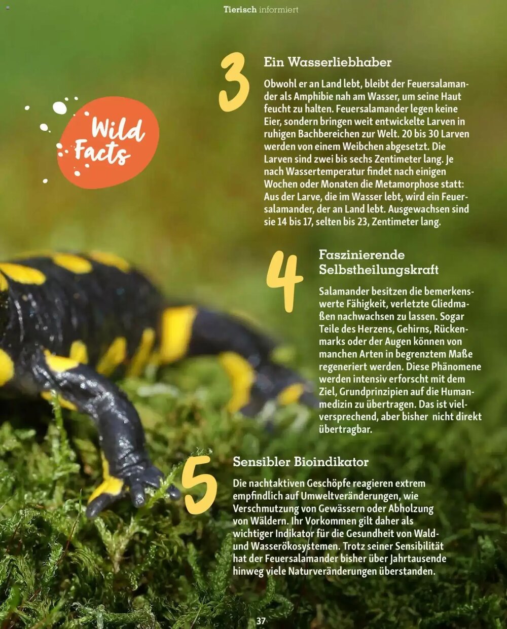 Fressnapf Prospekt (ab 02.03.2026) zum Blättern - Seite 37