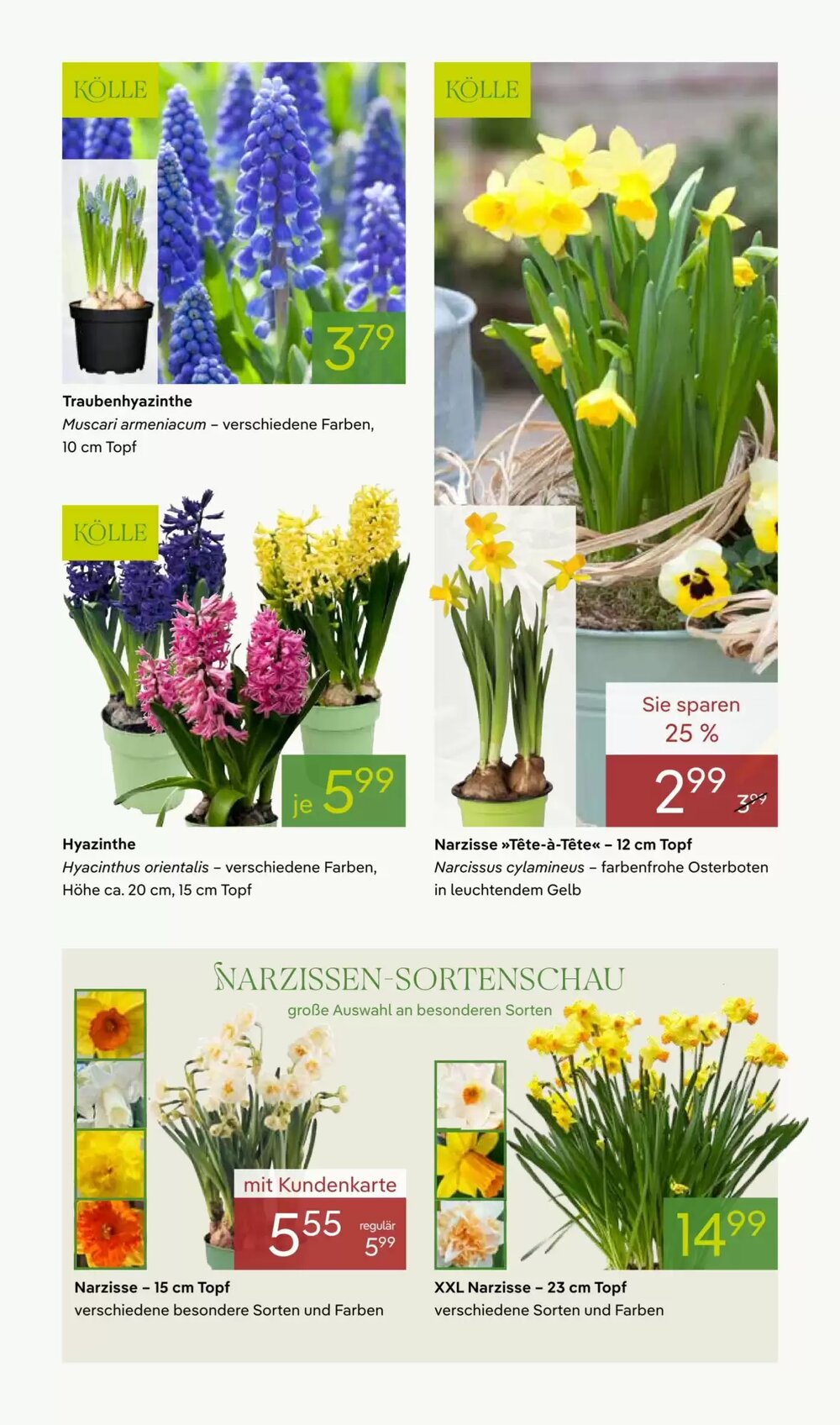 Pflanzen Kölle Prospekt (ab 16.03.2026) zum Blättern - Seite 3