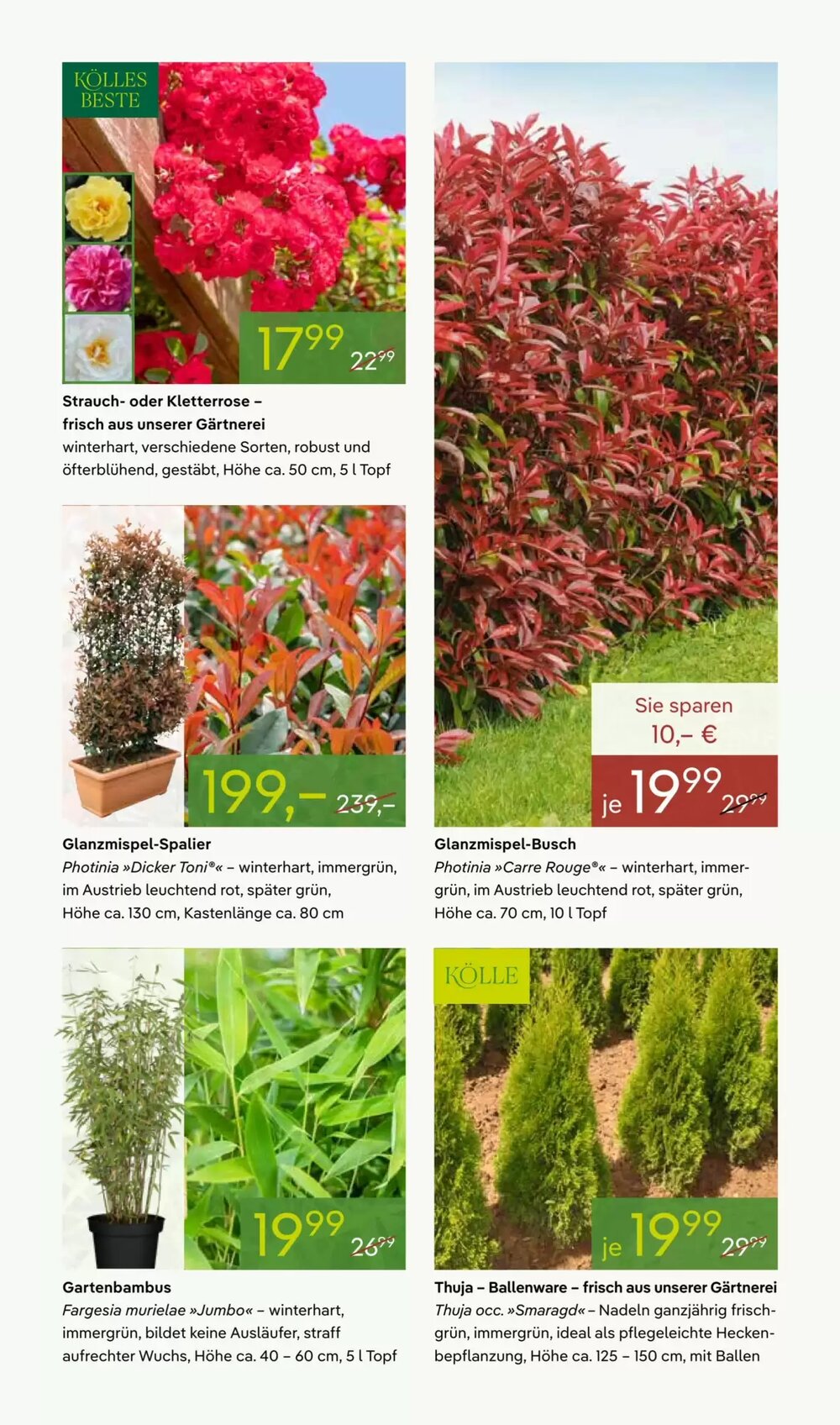 Pflanzen Kölle Prospekt (ab 16.03.2026) zum Blättern - Seite 5