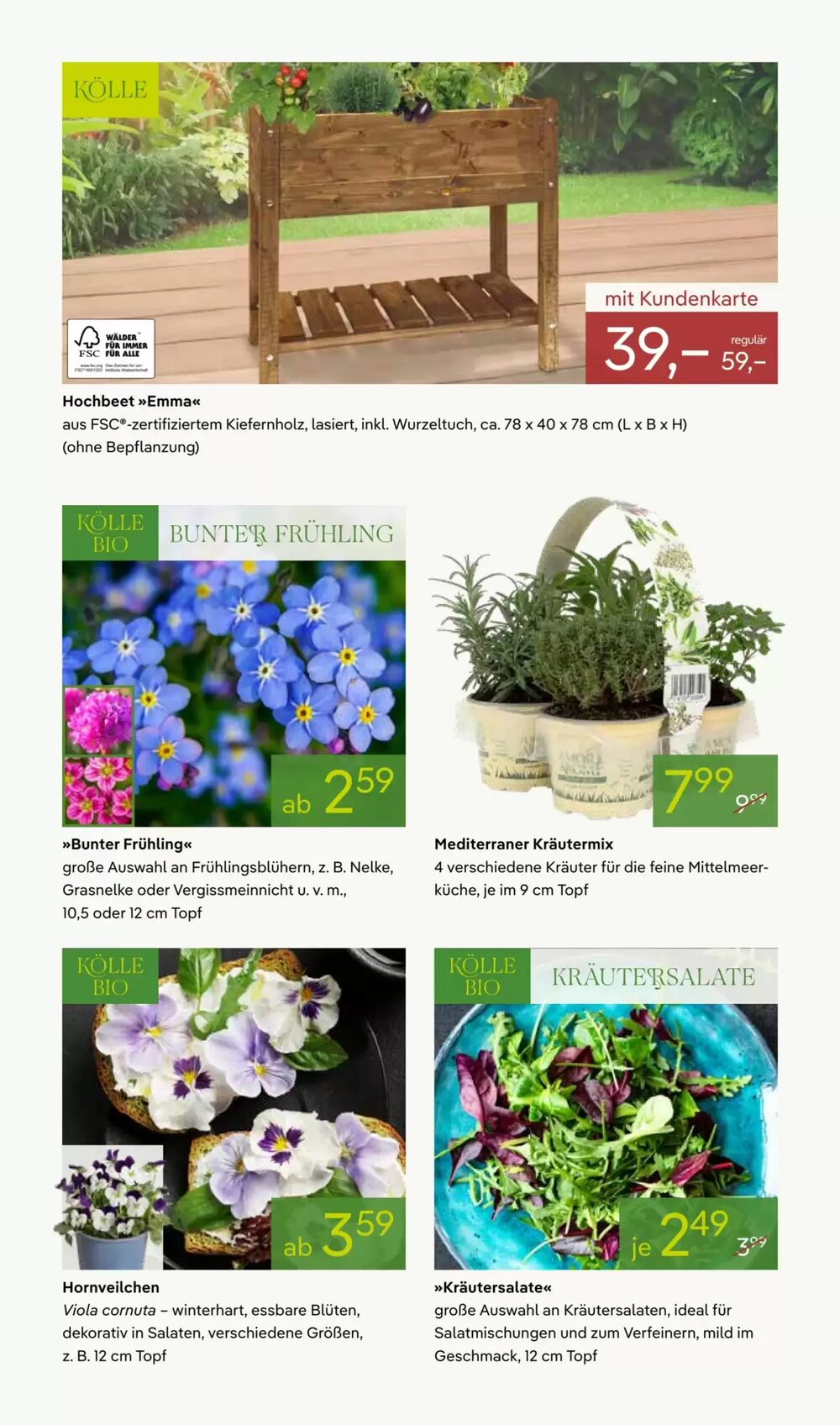 Pflanzen Kölle Prospekt (ab 16.03.2026) zum Blättern - Seite 6