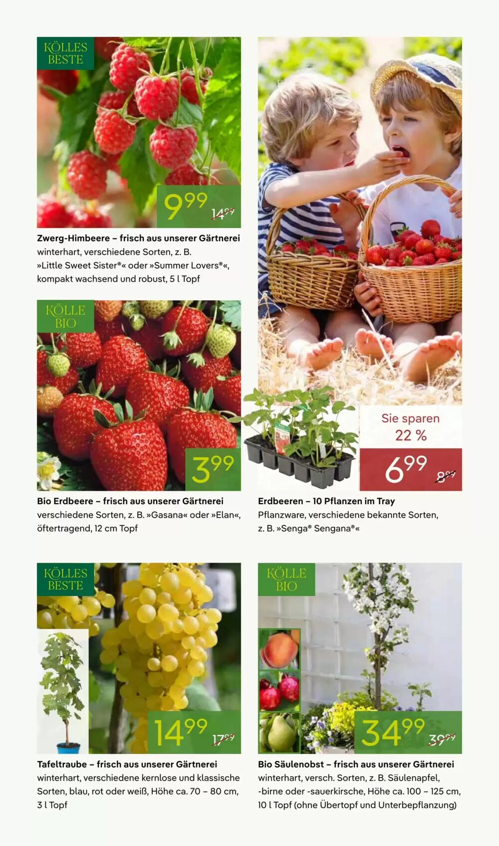 Pflanzen Kölle Prospekt (ab 16.03.2026) zum Blättern - Seite 7