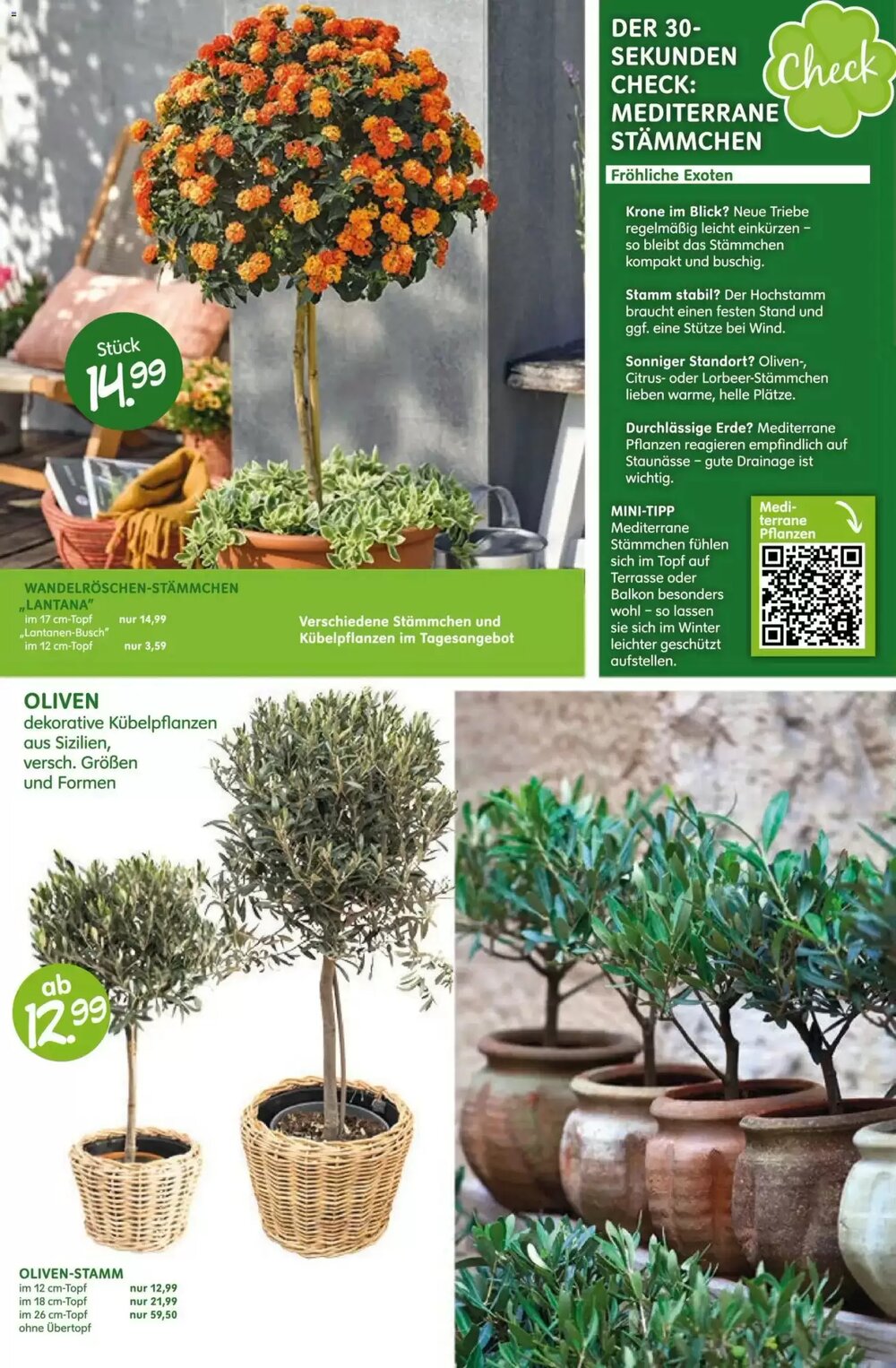 Blumen Risse Prospekt (ab 16.04.2026) zum Blättern - Seite 6