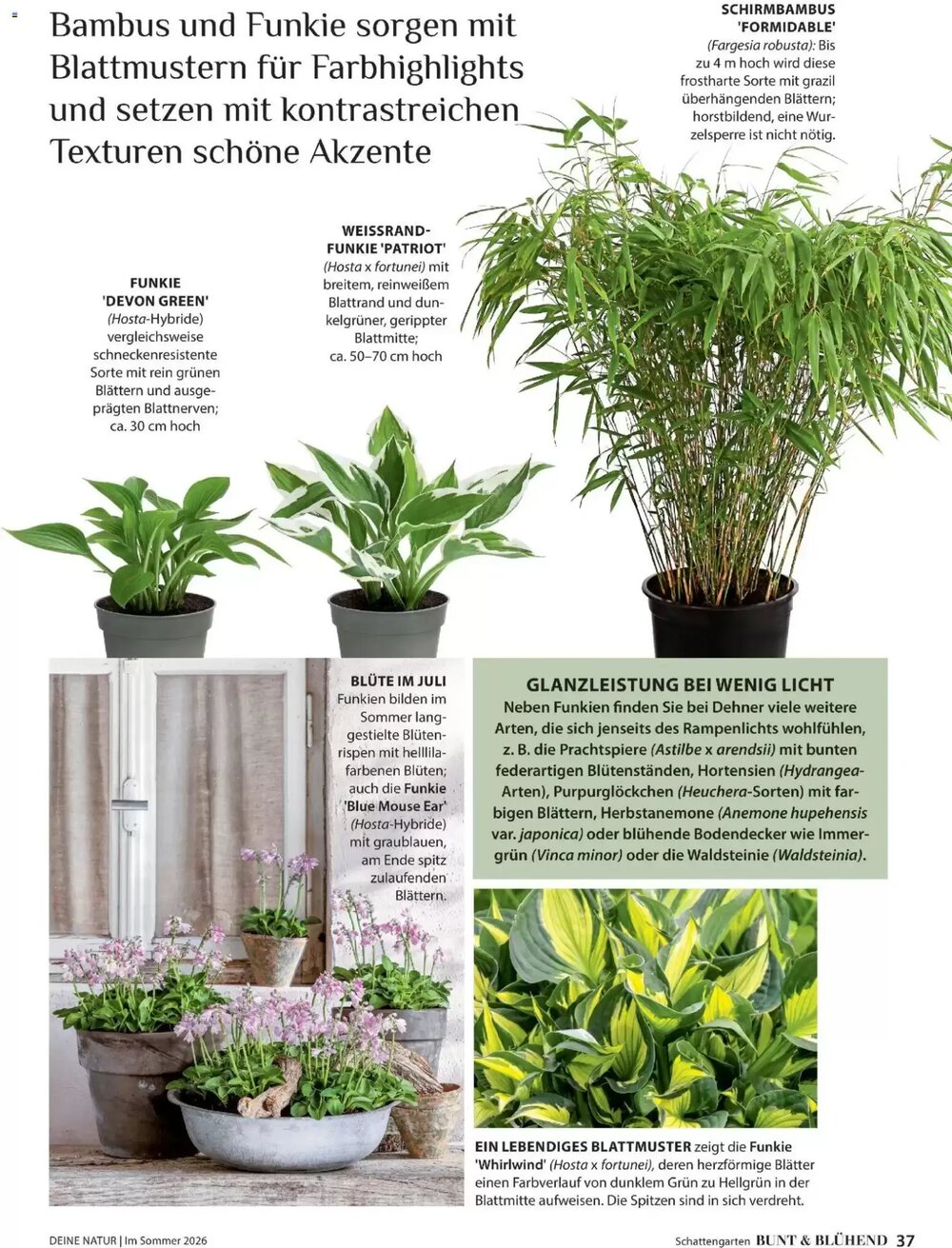 Dehner Prospekt (ab 17.04.2026) zum Blättern - Seite 37
