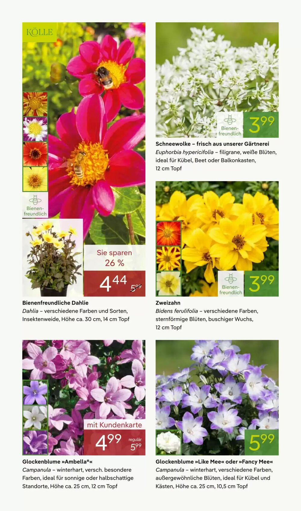 Pflanzen Kölle Prospekt (ab 27.04.2026) zum Blättern - Seite 2