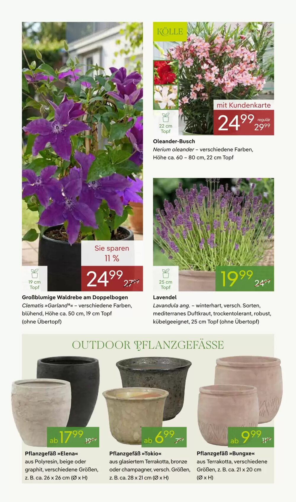 Pflanzen Kölle Prospekt (ab 27.04.2026) zum Blättern - Seite 4