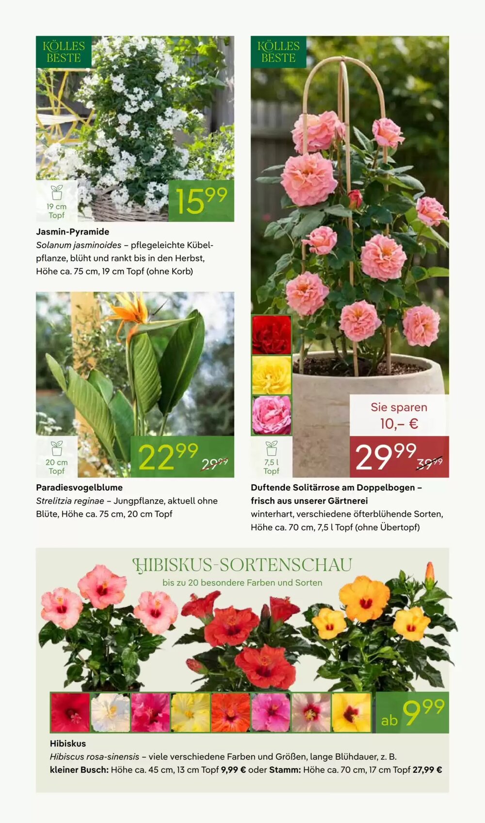 Pflanzen Kölle Prospekt (ab 27.04.2026) zum Blättern - Seite 5
