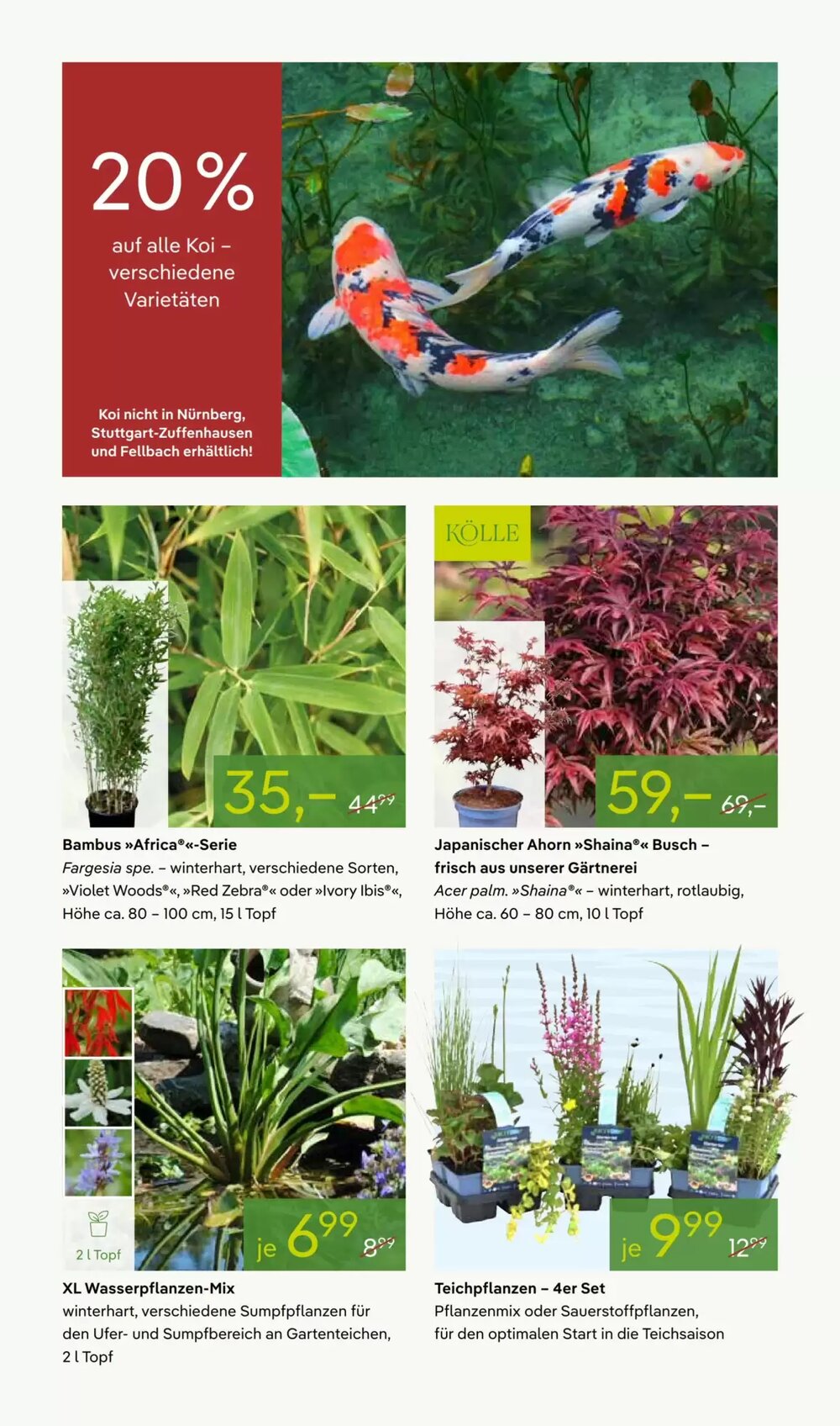 Pflanzen Kölle Prospekt (ab 27.04.2026) zum Blättern - Seite 8