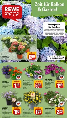 REWE PETZ Prospekt (ab 11.05.2026) zum Blättern