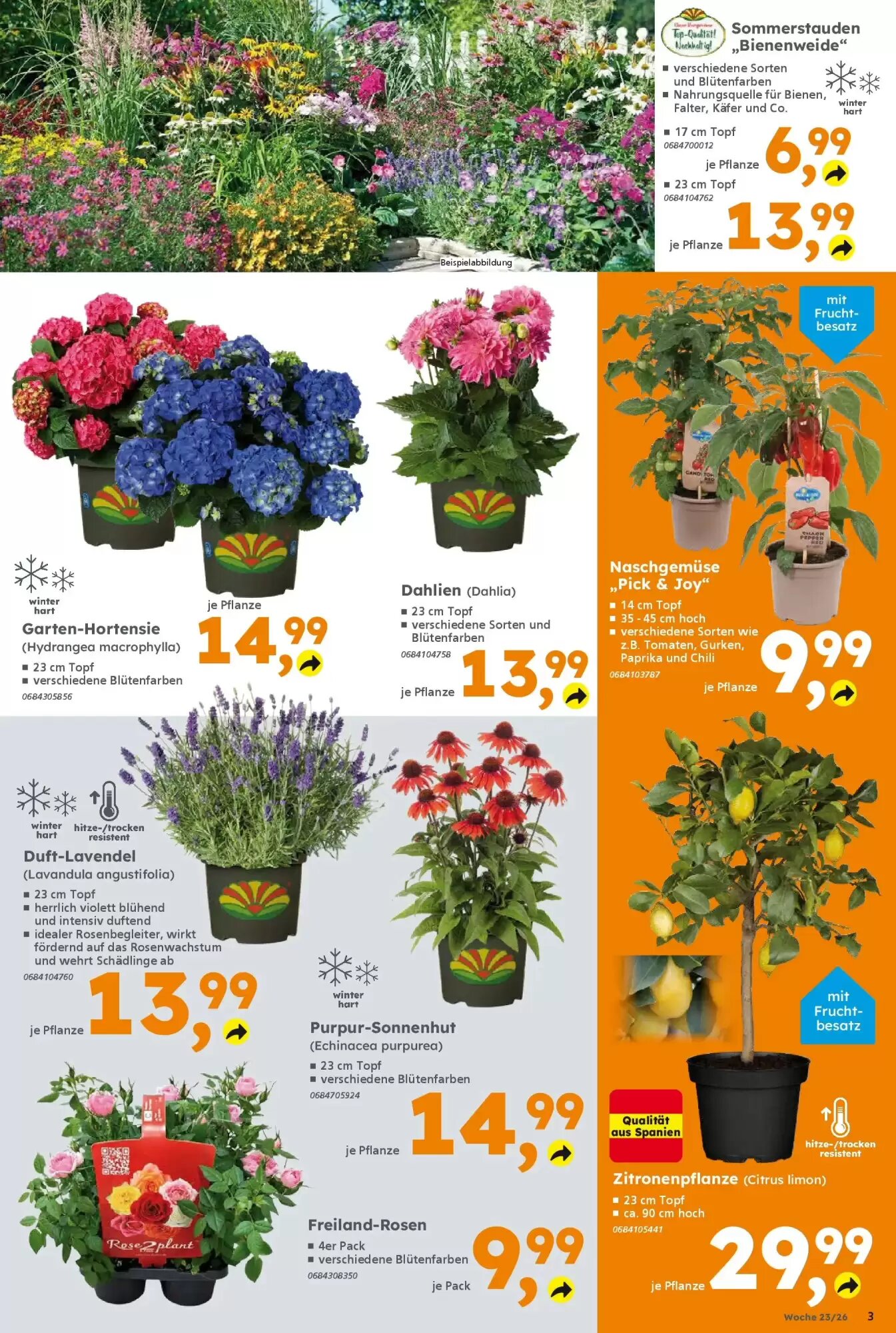 Globus Baumarkt Prospekt (ab 31.05.2026) zum Blättern - Seite 3