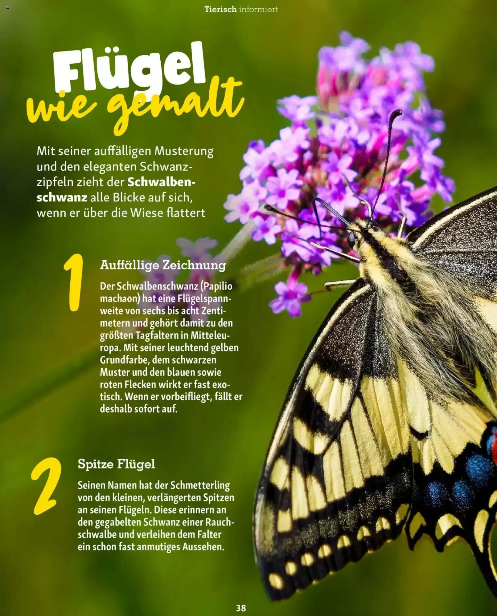 Fressnapf Prospekt (ab 01.07.2026) zum Blättern - Seite 38