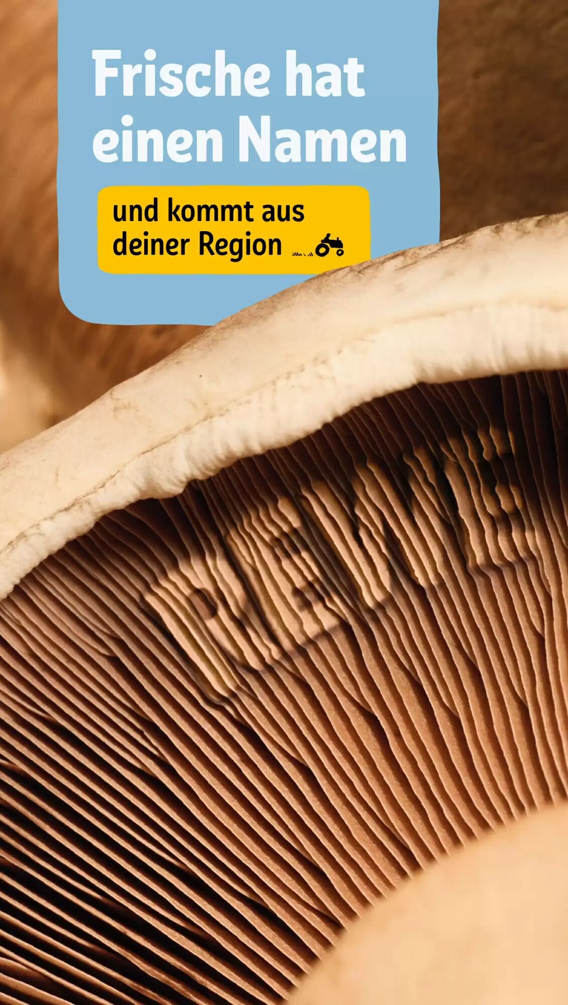 REWE PETZ Prospekt (ab 27.07.2026) zum Blättern - Seite 19