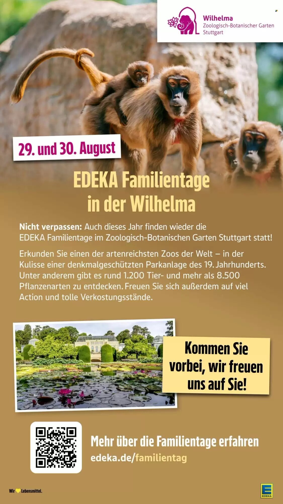 EDEKA Stralsund Prospekt (ab 03.08.2026) zum Blättern - Seite 39