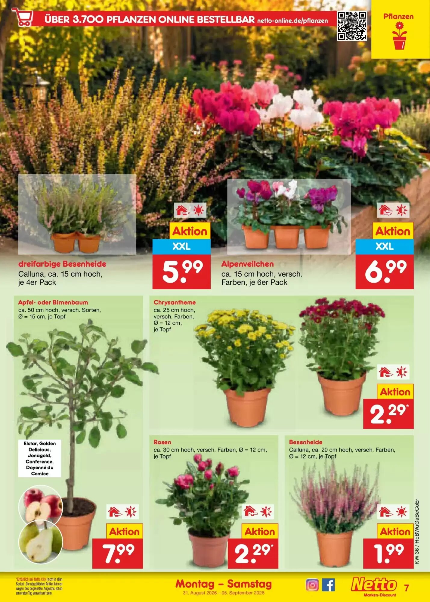 Netto Marken-Discount Prospekt (ab 30.08.2026) zum Blättern - Seite 9