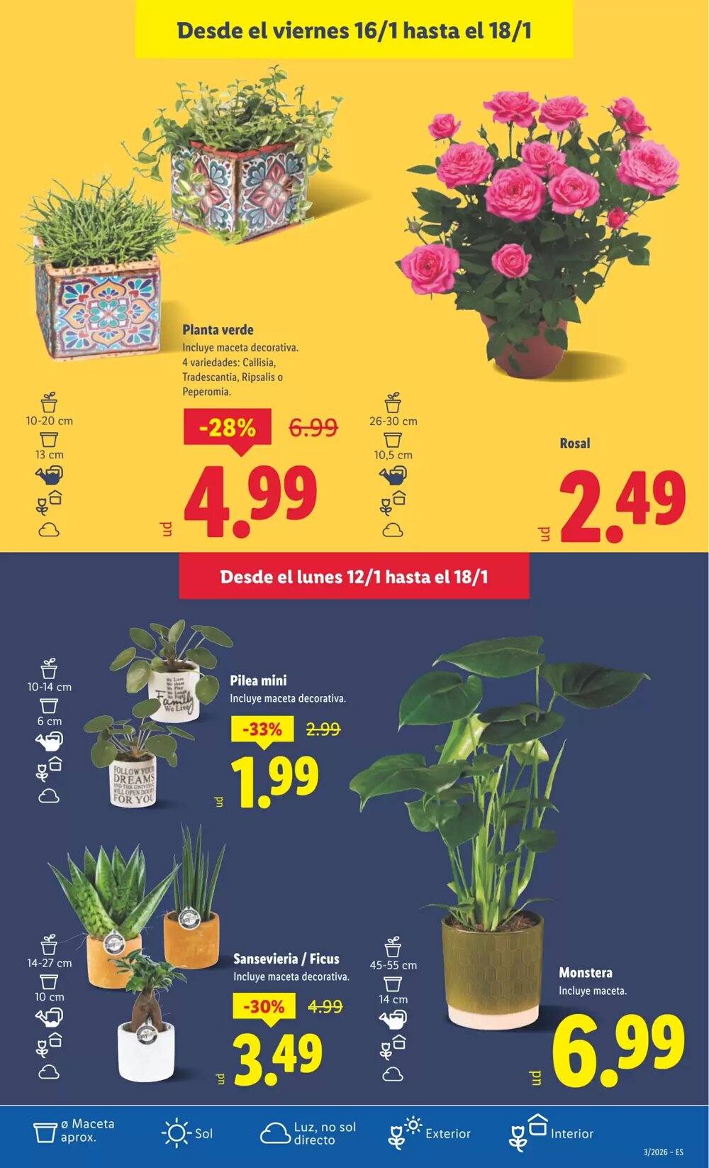 Folleto promocional de Lidl válido desde el 12/01/2026 - Página 31.
