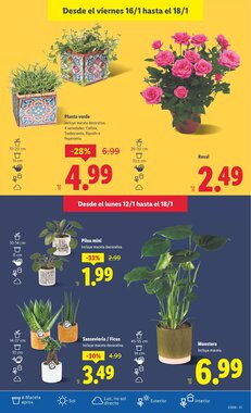 Folleto promocional de Lidl válido desde el 12/01/2026 - Página 31.