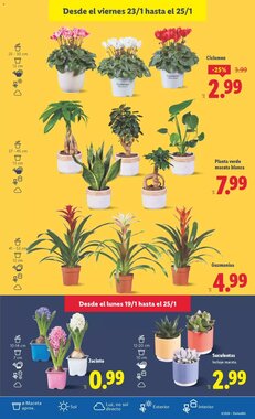 Folleto promocional de Lidl válido desde el 19/01/2026 - Página 41.