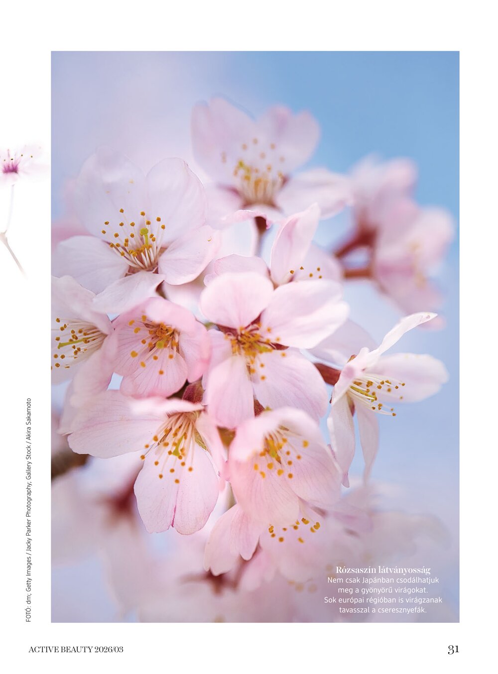 DM drogéria akciós újság 2026.04.01-től - 31. oldal.