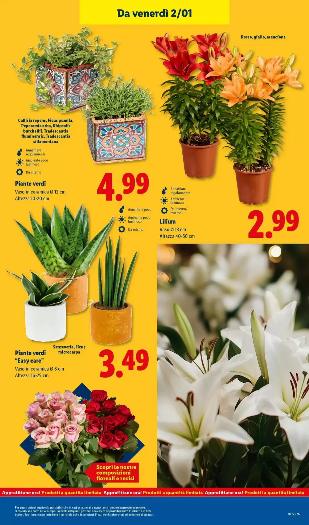 Volantino promozionale Lidl  valide dal 28/12/2025 - Pagina 37.